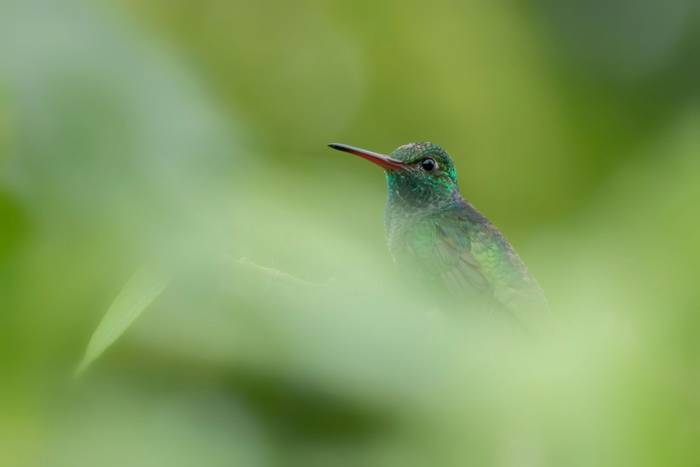 Glittering-throated Emerald