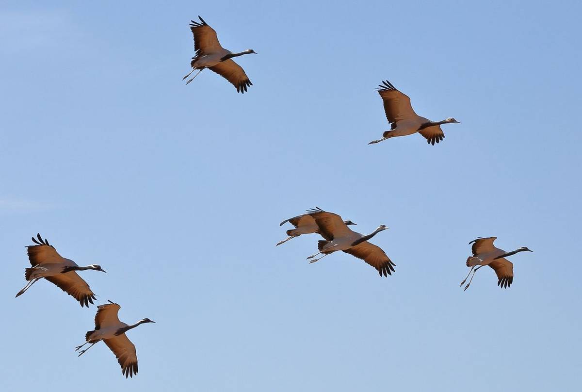 Demoiselle Cranes Shutterstock 795962971