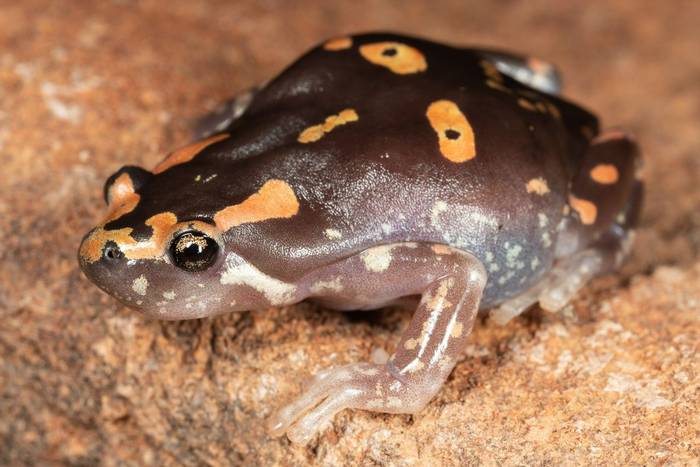 Marbled Rubber Frog (Phrynomantis annectens) © Dan Lay, January 2023