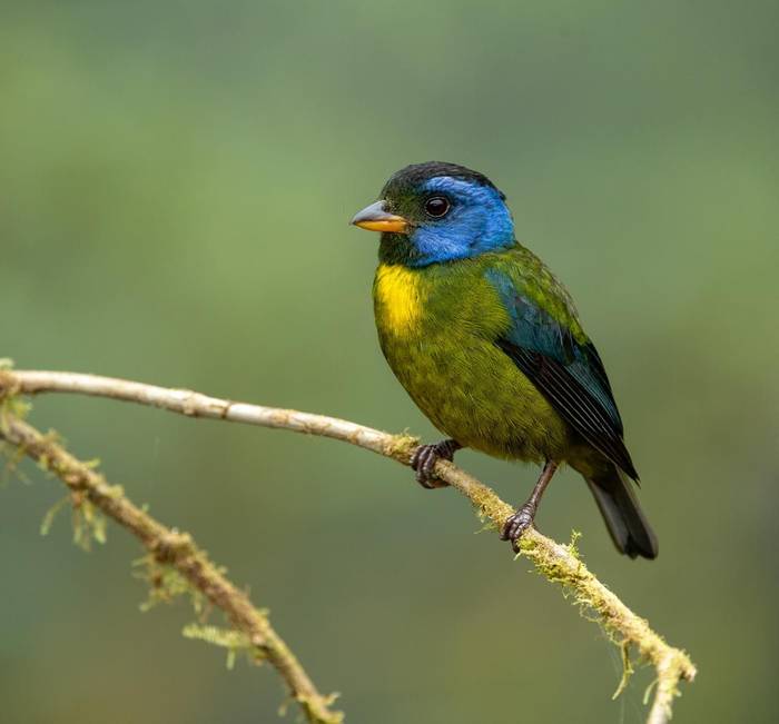 Moss-backed Tanager (Xavier Munoz).jpeg