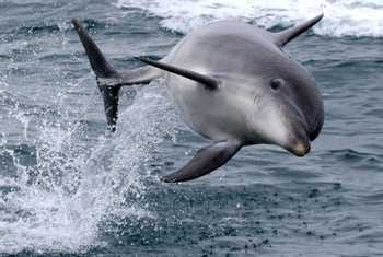 Bottlenose Dolphin (Tom Brereton)