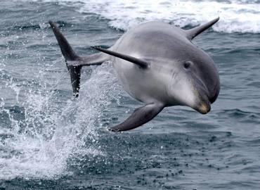 Weymouth Pelagic: Dolphins, Shearwaters & Petrels (Day Trip)