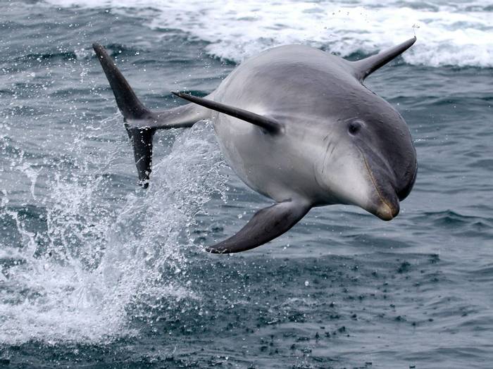 Bottlenose Dolphin (Tom Brereton)