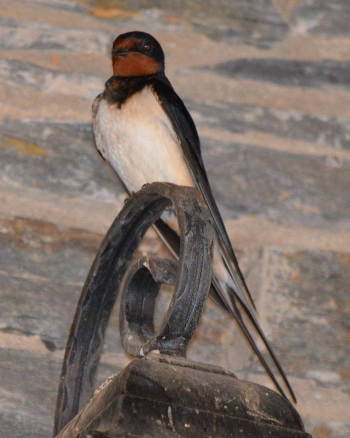 Barn Swallow in Cafe