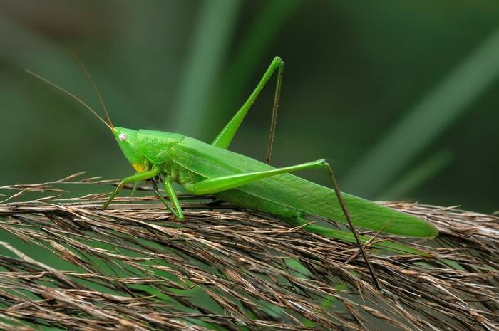 Large Conehead (Ruspolia nitidula)