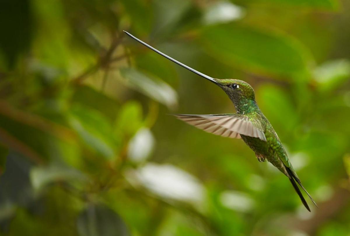 Sword-billed Hummingbird, Ecuador shutterstock_348348272.jpg