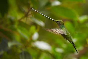 Sword-billed Hummingbird, Ecuador shutterstock_348348272.jpg