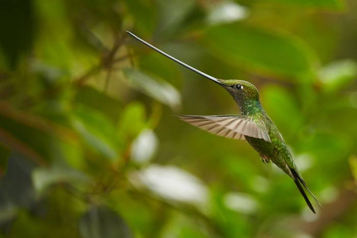 Sword-billed Hummingbird, Ecuador shutterstock_348348272.jpg
