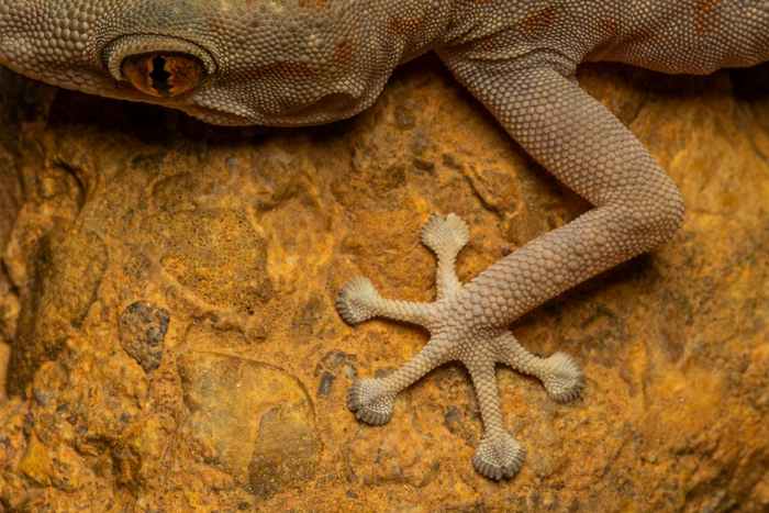 Oudri’s Fan-footed Gecko (Ptyodactylus oudrii) © Simone Giachello Image