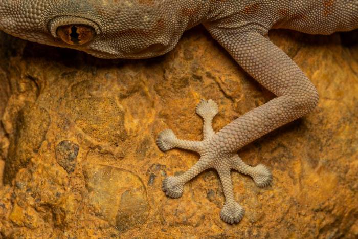 Oudri’s Fan-footed Gecko (Ptyodactylus oudrii) © Simone Giachello, May 2025 tour