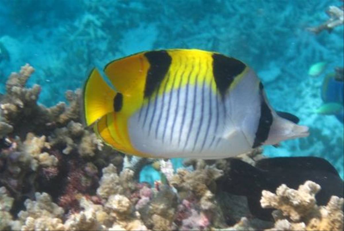 Double-saddled Butterflyfish by Brian W Jones
