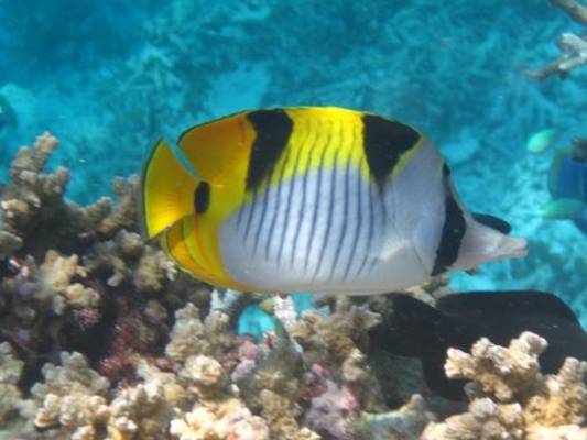Double-saddled Butterflyfish by Brian W Jones