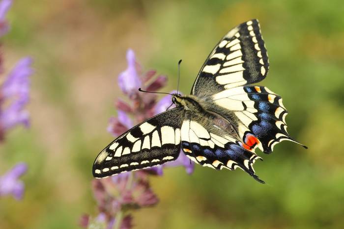 Swallowtail © Dave Jackson, April 2024 tour