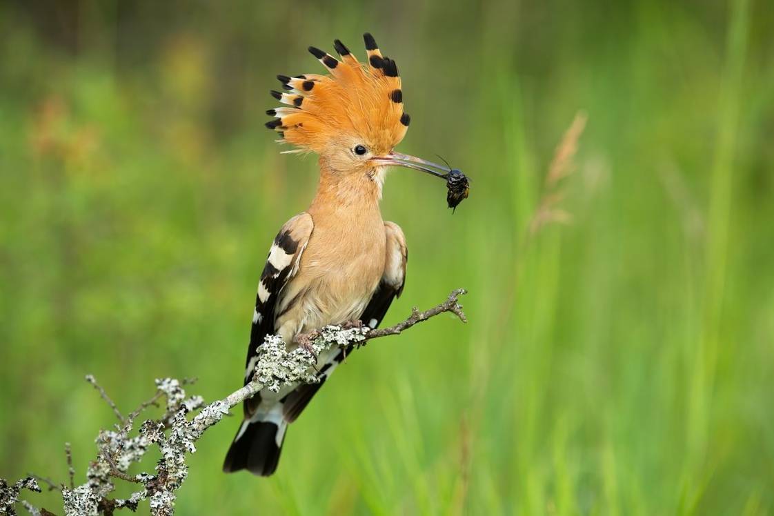Hoopoe, Spain