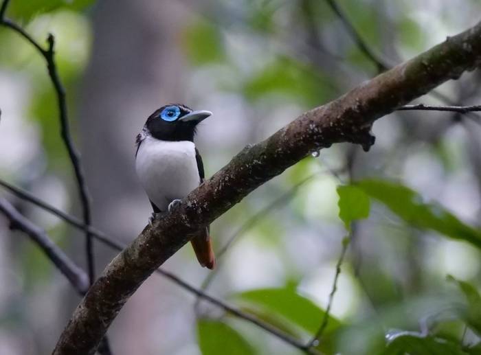 Visayan Broadbill (Bohol)