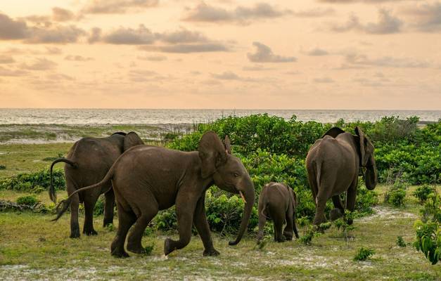 Forest Elephants at Loango National Park, Gabon shutterstock_1837682998.jpg