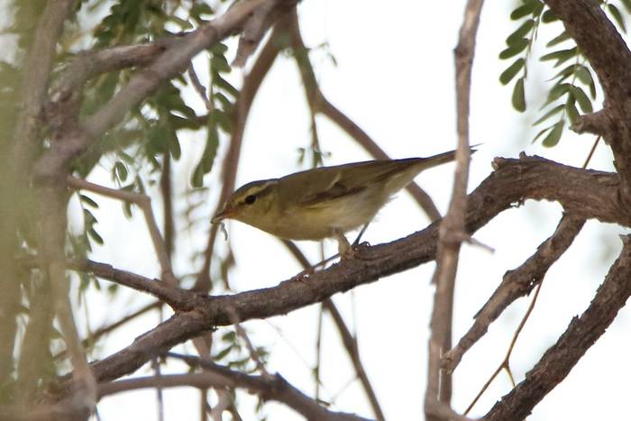 Green Warbler © Tim Young, November 2024 tour