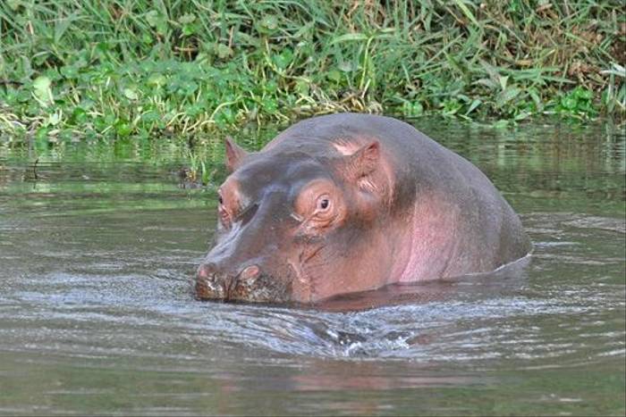 Hippopotamus, Lake Awassa (Tim Meling)