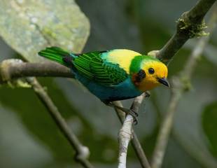 Colombia - Multicoloured Tanager Tour