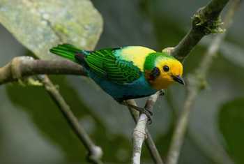 Multicoloured Tanager (Ian Hilton).jpg