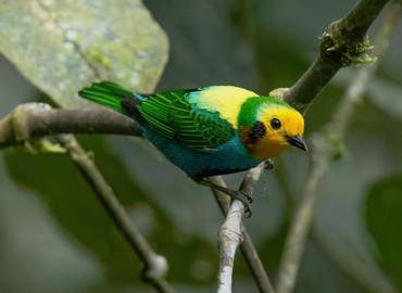 Colombia - Multicoloured Tanager Tour