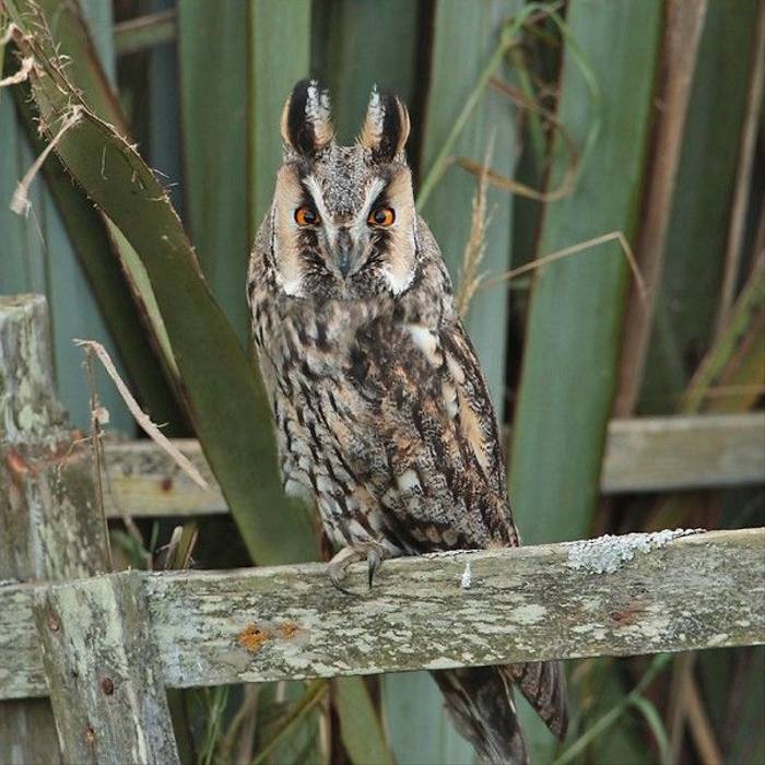 Fair Isle long-eared_owl1 Steve Arlow.jpg