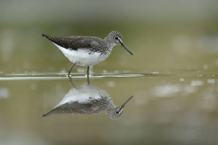 Green Sandpiper