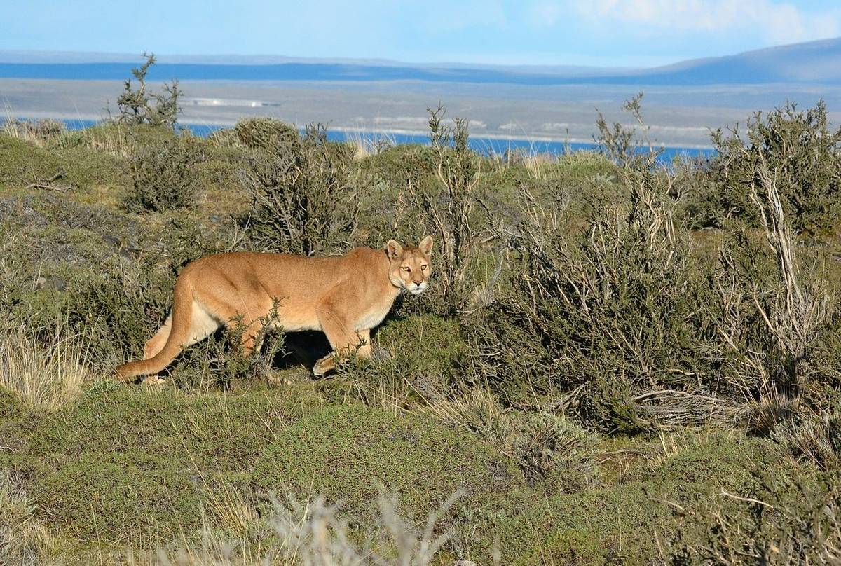 Puma, Torres Del Paine (Helen Pinchin)