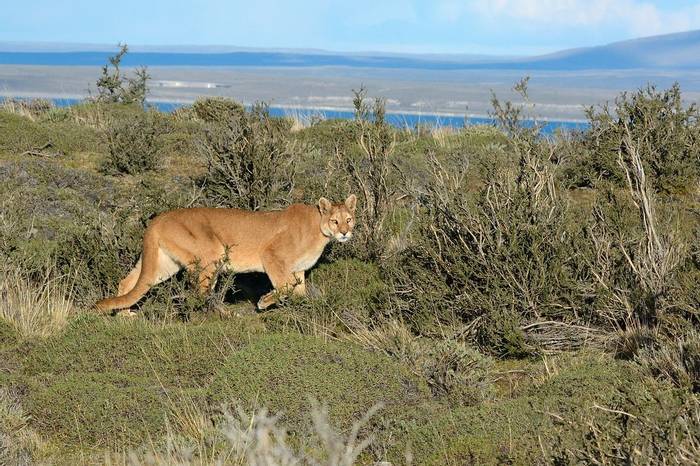 Puma, Torres Del Paine (Helen Pinchin)
