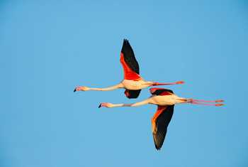 Greater Flamingo