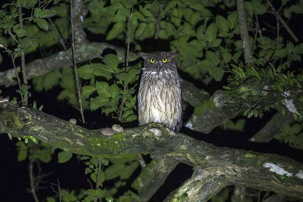 Brown Fish Owl Shutterstock 536942806