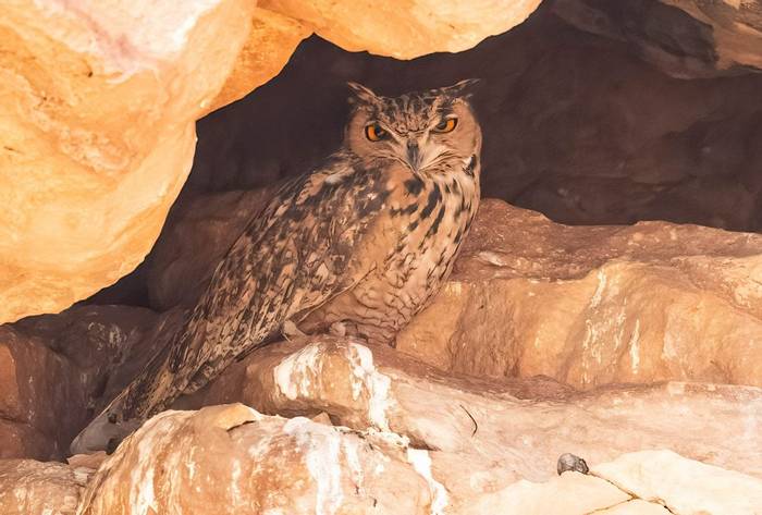 Pharoah Eagle Owl © Chris Griffin, September 2022