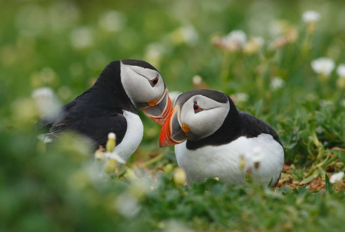 Puffins shutterstock_276683507.jpg