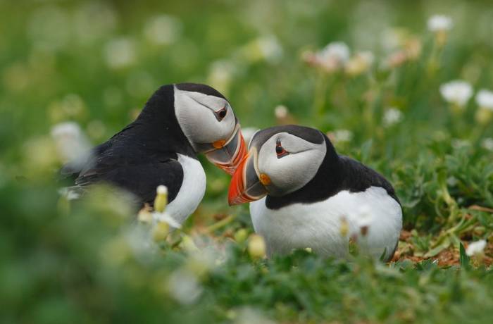 Puffins shutterstock_276683507.jpg