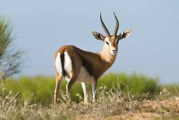 Dorcas Gazelle