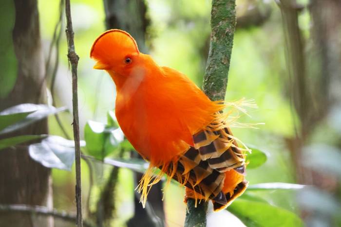 Guianan Cock-of-the-rock (Fredberg extension)