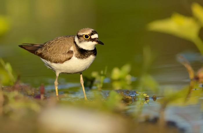 Little Ringed Plover