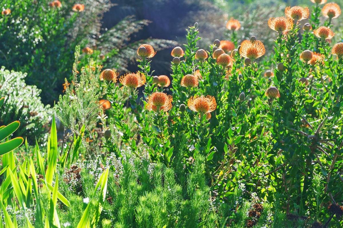 Kirstenbosch Botanical Gardens, Cape Town, South Africa Shutterstock 155091257