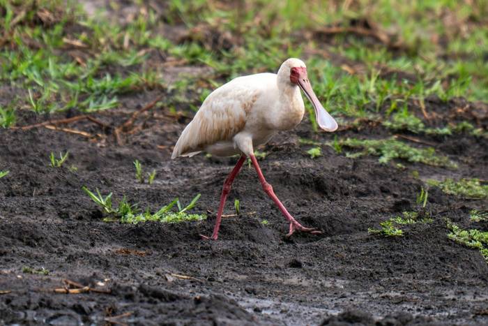 African Spoonbill © Carole and David Clarke, February 2026 tour