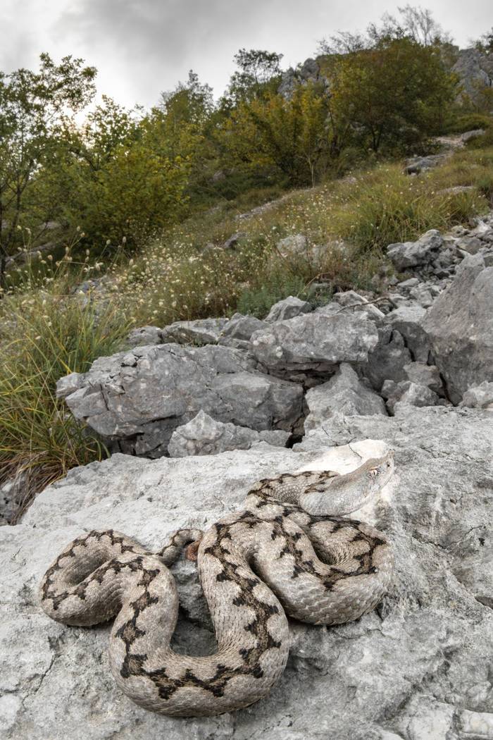 Nose-horned Viper (Vipera a. ammodytes) © Simone Giachello © Simone Giachello