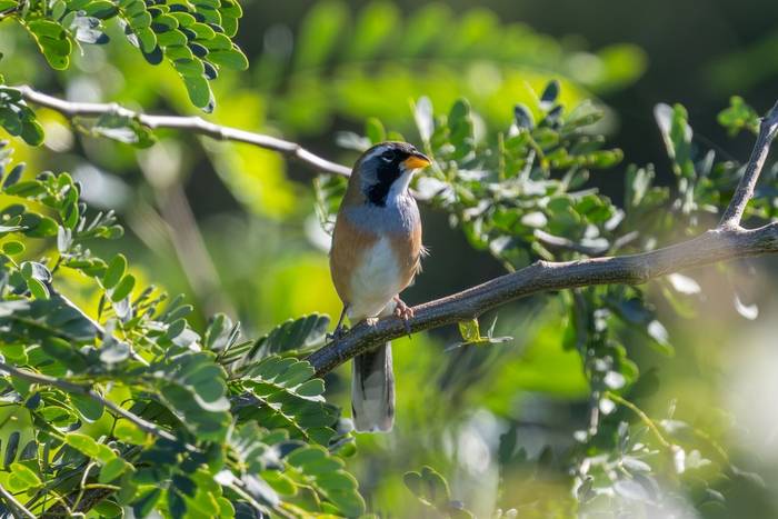 Many-coloured Chaco Finch © James Warren, May 2026 (3).jpg
