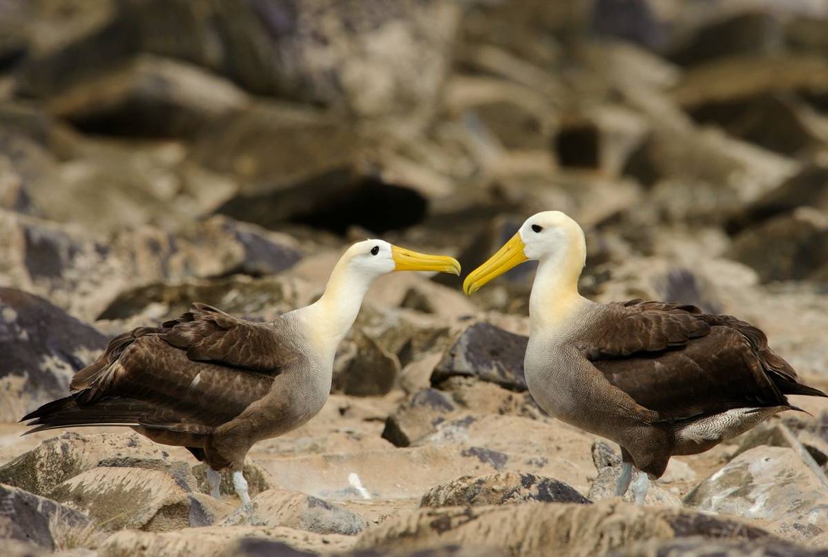 Waved Albatrosses, Galapagos Shutterstock 301018586