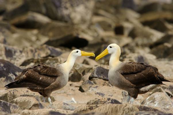 Waved Albatrosses, Galapagos Shutterstock 301018586