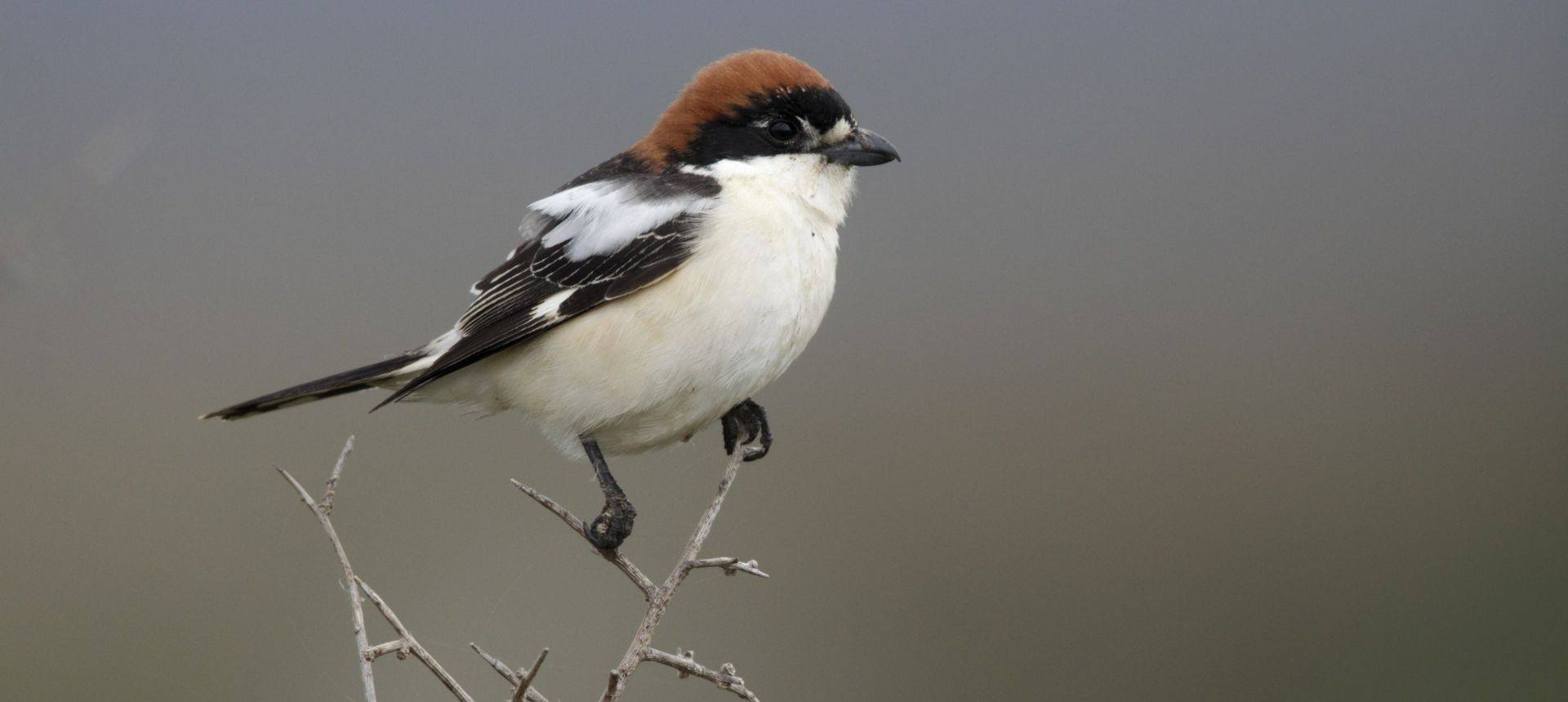 Woodchat Shrike
