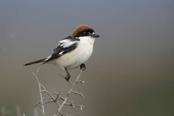 Woodchat Shrike