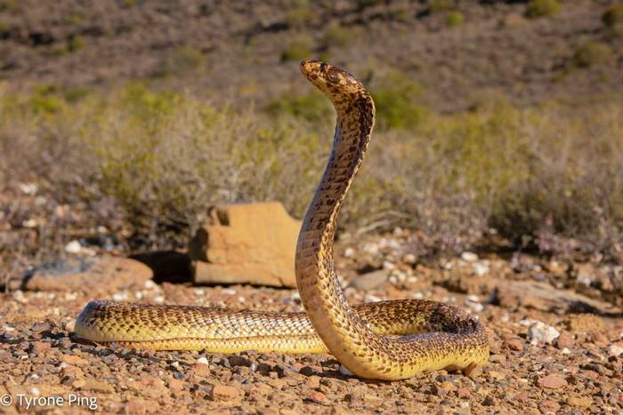 Cape Cobra (Naja nivea) © Tyrone Ping