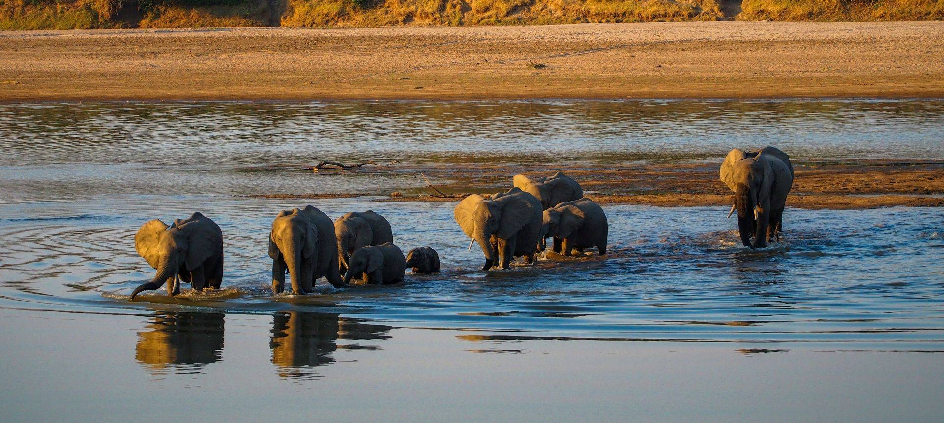 Elephants, South Luangwa, Zambia Shutterstock 570715432