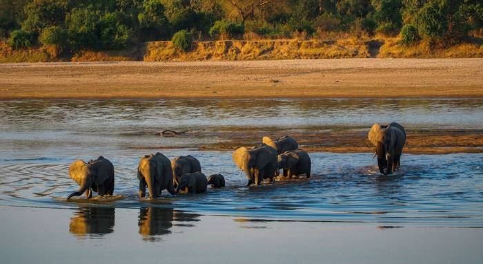 Elephants, South Luangwa, Zambia Shutterstock 570715432