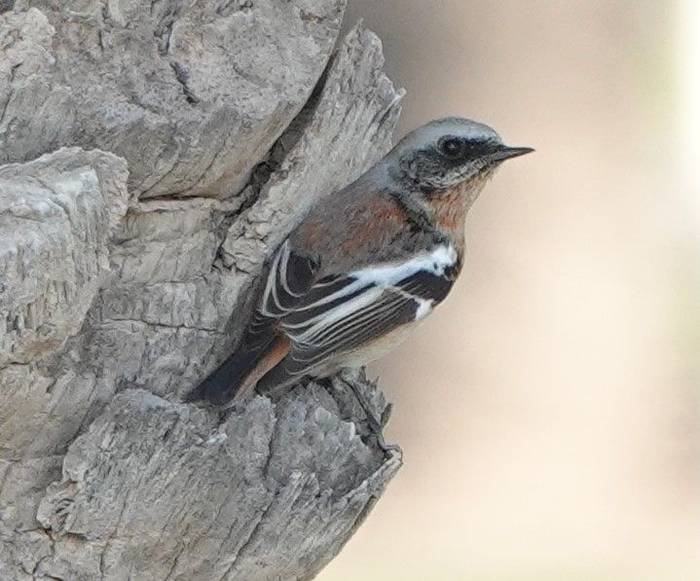 Rufous-backed Redstart © Martin Pitt, January 2026 tour