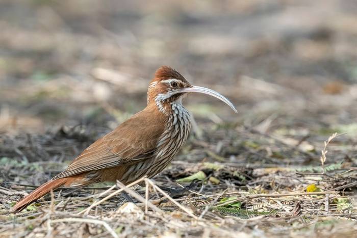 Scimitar-billed Woodcreeper, Paraguay shutterstock_2194777433.jpg